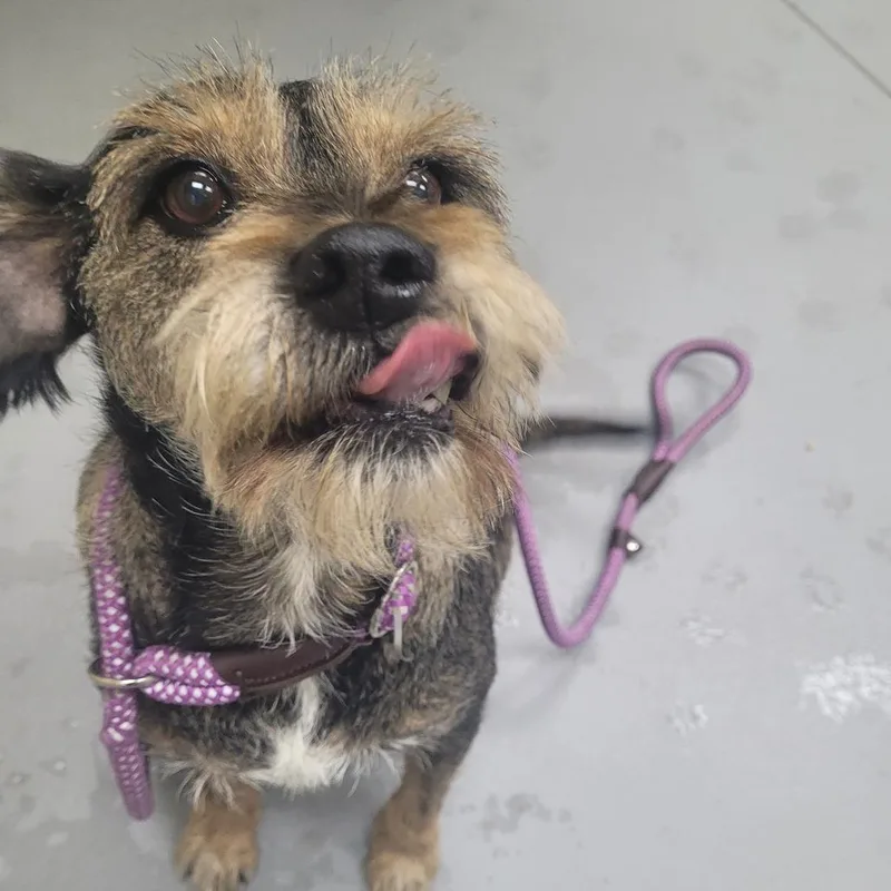 An adult medium-sized male Brown / Chocolate Mixed Breed dog named StrayFloydRoadWoodruffFarmRoad for adoption in Columbus, GA
