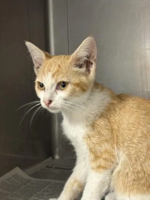 A baby small-sized male American Shorthair cat named Aiden for adoption in Chatsworth, CA
