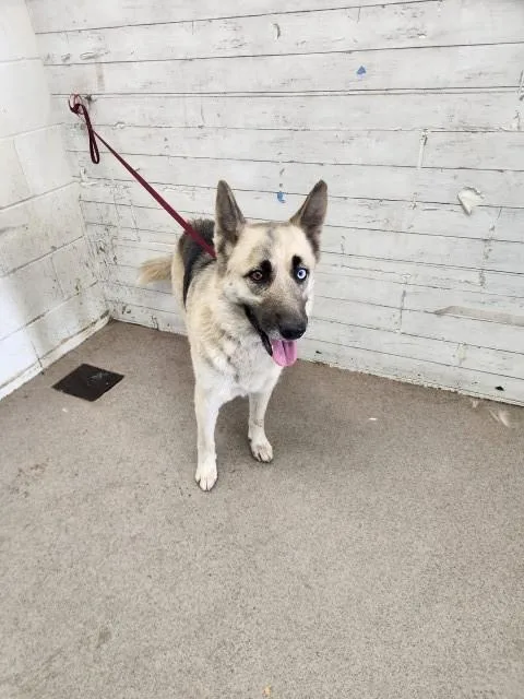 An adult large-sized female German Shepherd Dog dog named Aliyah for adoption in San Bernardino, CA