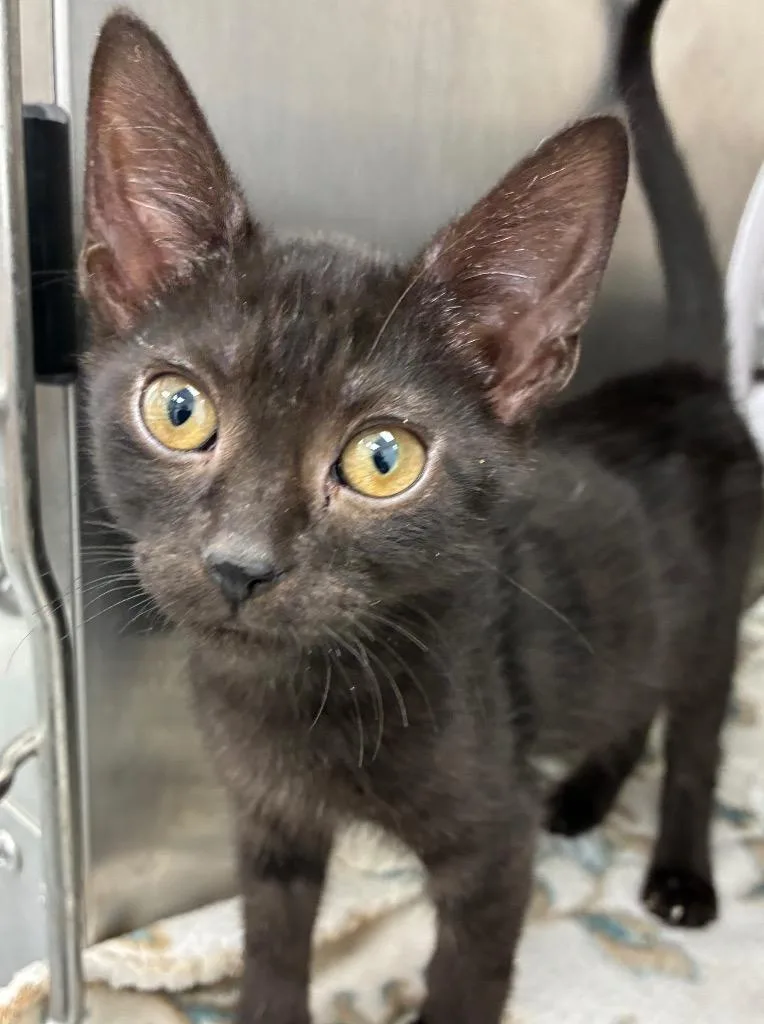 A baby small-sized male Domestic Short Hair cat named Grimstone for adoption in Hartsville, SC