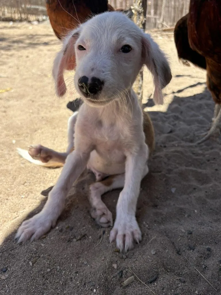 A young medium-sized male Bicolor Mixed Breed dog named Blanco for adoption in North Hollywood, CA