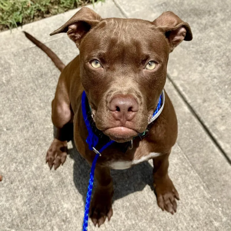 A young medium-sized male Staffordshire Bull Terrier dog named Roscoe for adoption in Houston, TX
