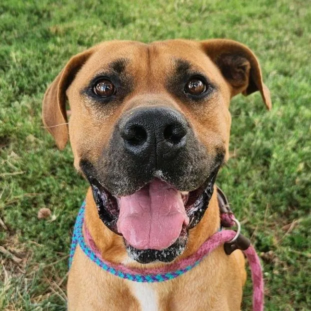 Fitzwilliam thumbnail 2