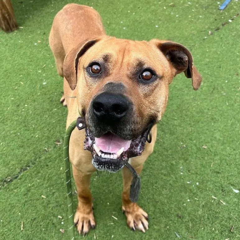 Fitzwilliam thumbnail 3