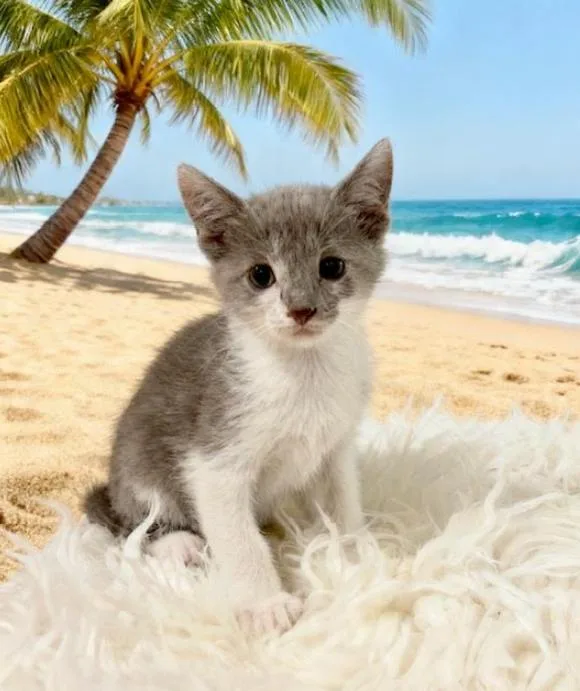 A baby small-sized female Domestic Short Hair cat named Esmeralda for adoption in Tehachapi, CA