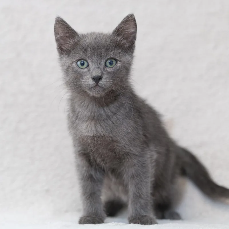 A baby small-sized male Gray / Blue / Silver Domestic Medium Hair cat named Coriander for adoption in Sunnyvale, CA