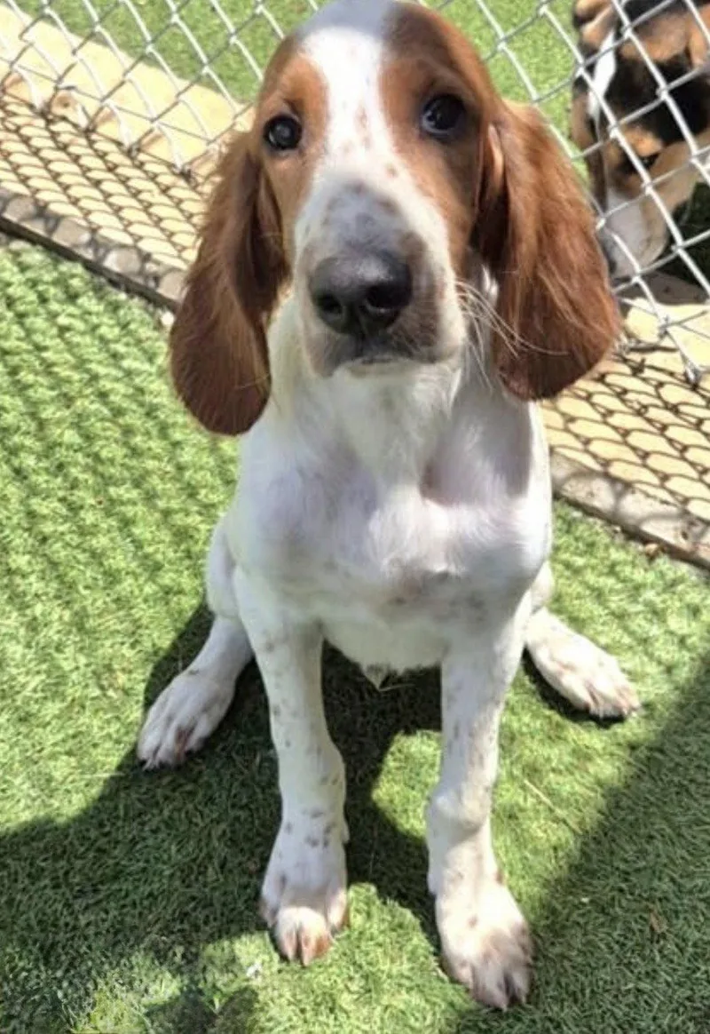 Finnegan