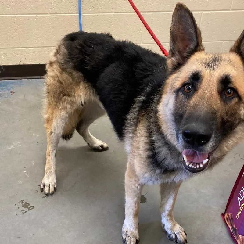 An adult medium-sized male Yellow / Tan / Blond / Fawn Mixed Breed dog named Blue for adoption in Memphis, TN