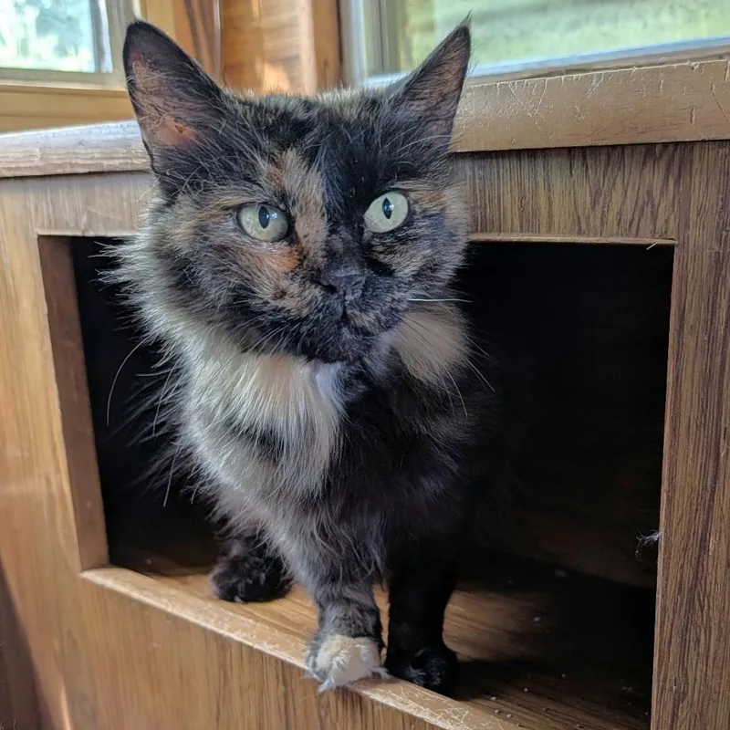 Mochi