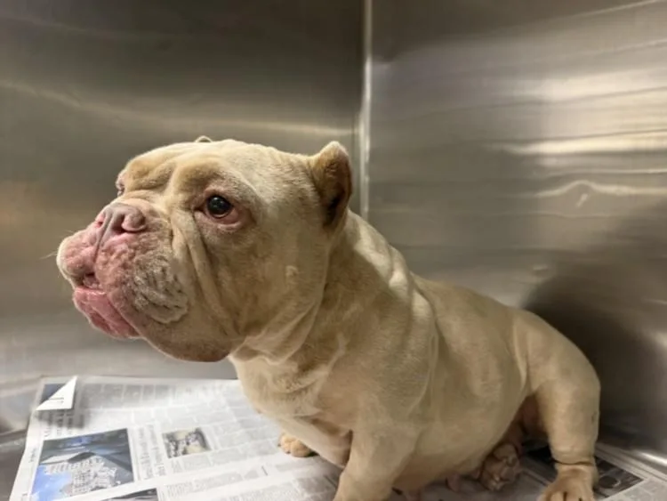 An adult small-sized female Pit Bull Terrier dog named Lani for adoption in Van Nuys, CA