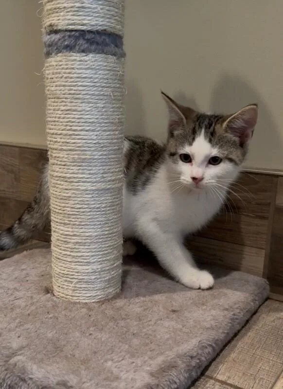 A young small-sized male White Domestic Short Hair cat named Benedict for adoption in Osseo, MI