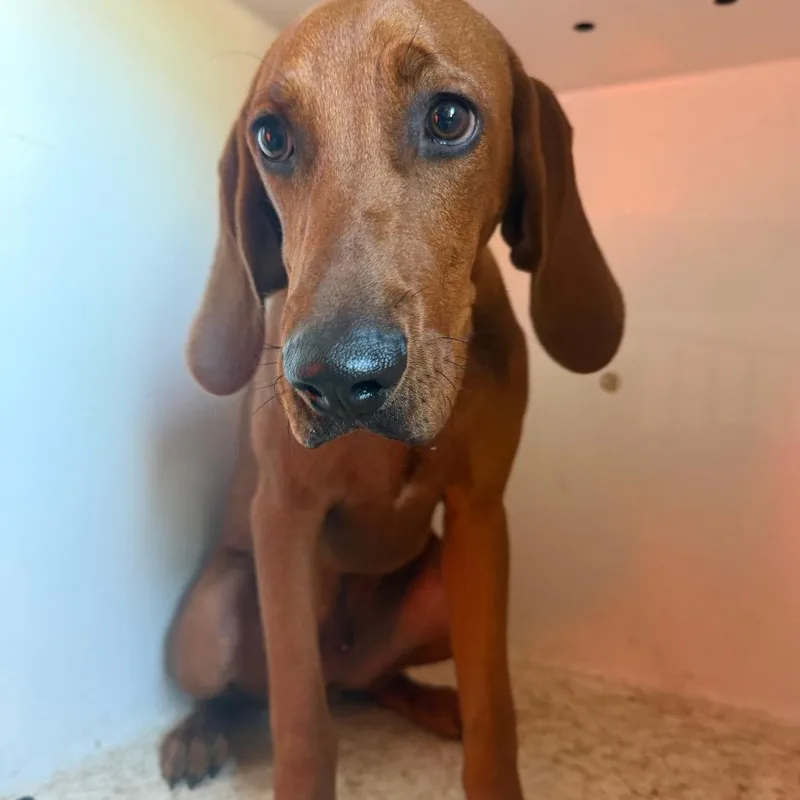 A young medium-sized male Red / Chestnut / Orange Redbone Coonhound dog named Bucky for adoption in Birmingham, AL