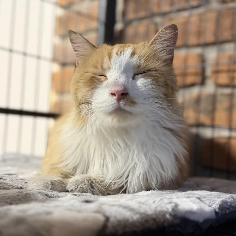 An adult large-sized male Orange & White Maine Coon cat named Archie for adoption in Pocatello, ID