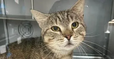 An adult medium-sized male Tabby (Brown / Chocolate) Domestic Short Hair cat named Charlie Brown for adoption in Anoka, MN