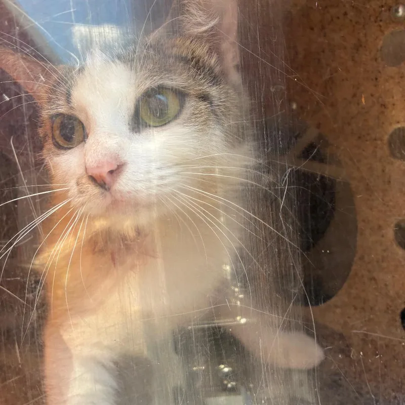 An adult medium-sized female White Domestic Short Hair cat named Dana Scully for adoption in Philadelphia, PA