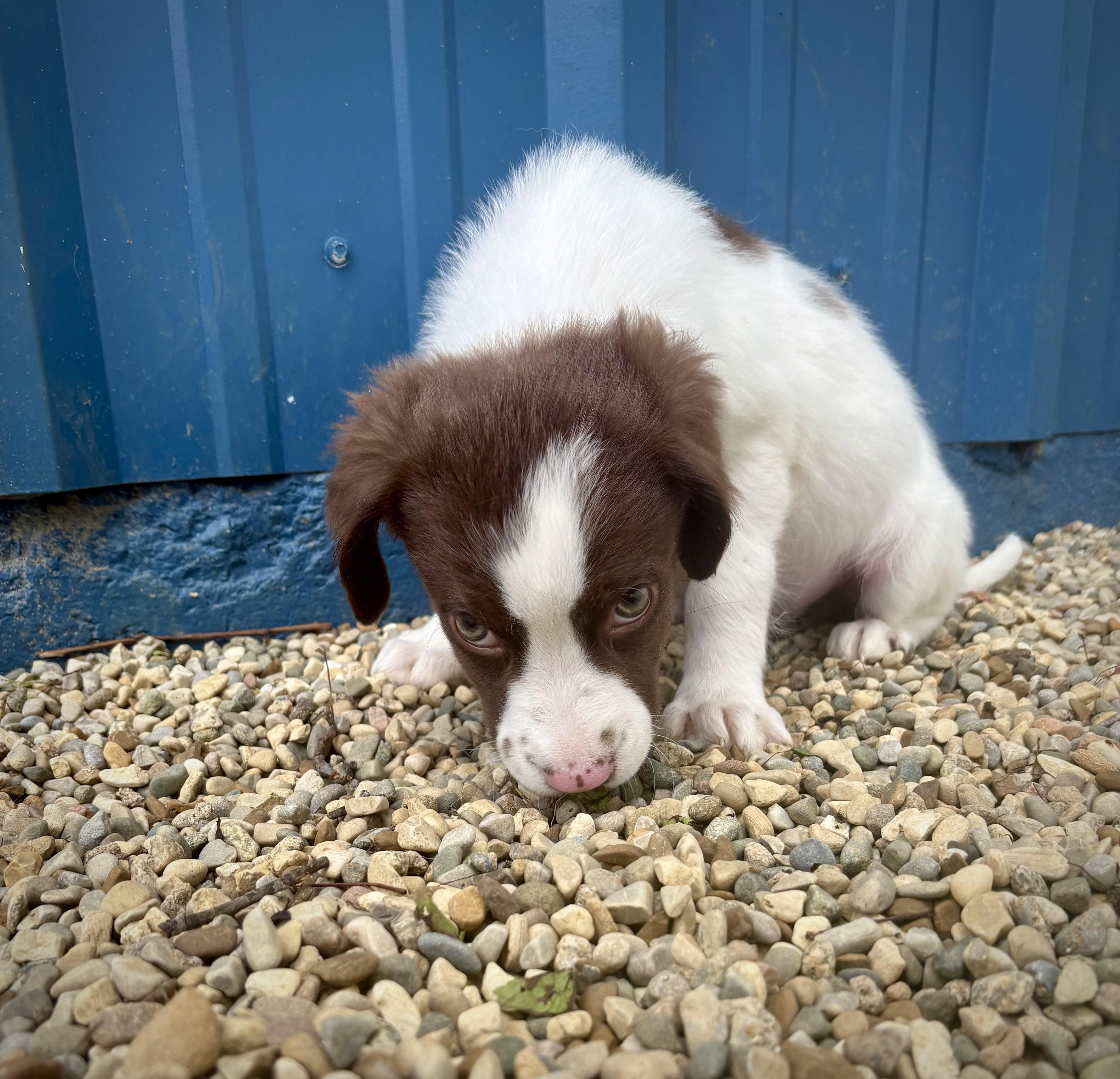 A baby medium-sized male Brown / Chocolate English Springer Spaniel dog named Mick for adoption in Kalamazoo, MI