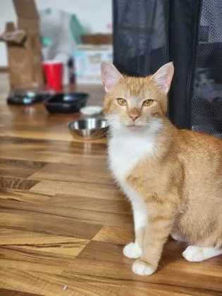 An adult medium-sized female Domestic Short Hair cat named Stormie for adoption in Fishers, IN