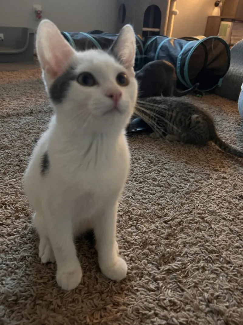 A baby medium-sized male White Domestic Short Hair cat named Fez for adoption in Las Vegas, NV