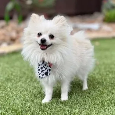 Maxi