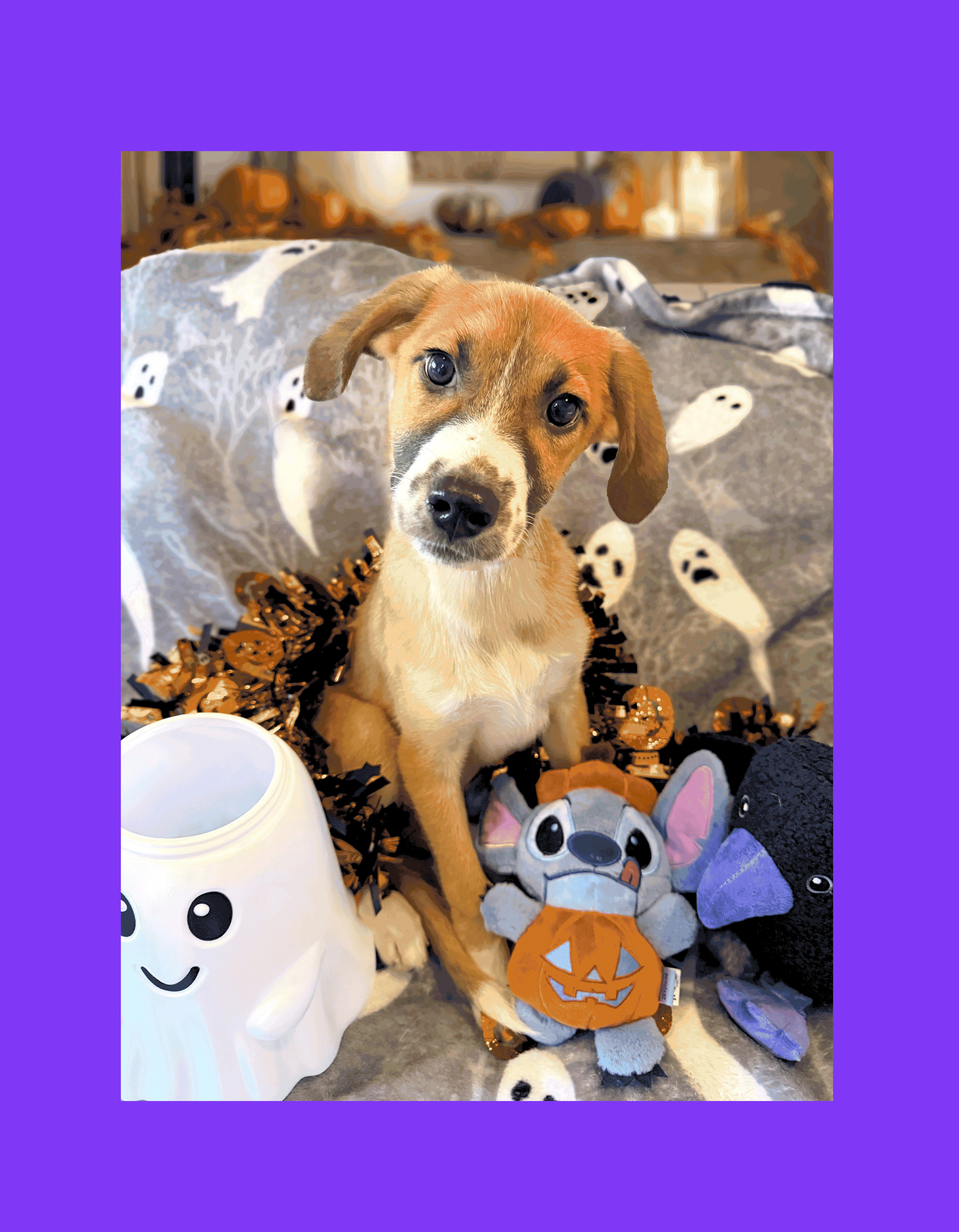 A baby medium-sized female Labrador Retriever dog named Mo for adoption in Lake Geneva, WI