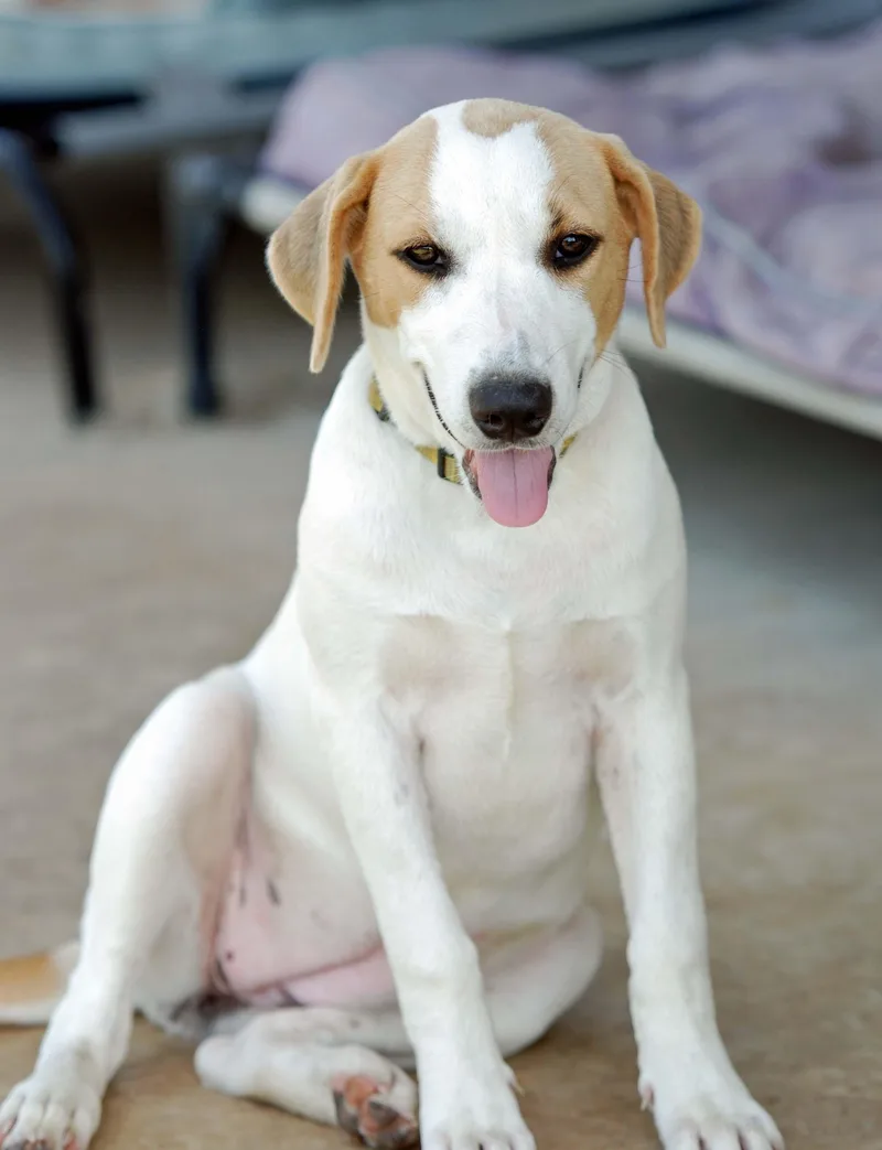 A baby small-sized female White / Cream Labrador Retriever dog named Dolly for adoption in Madisonville, TX