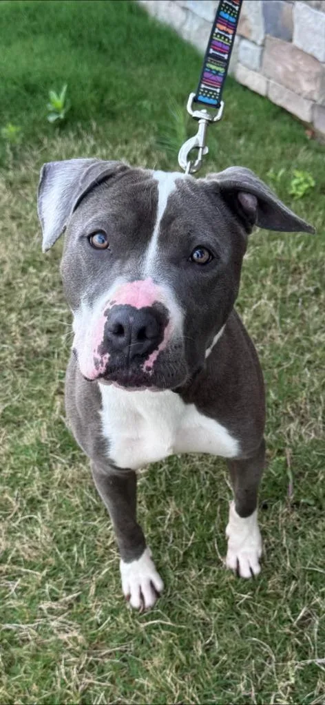 Pippa
