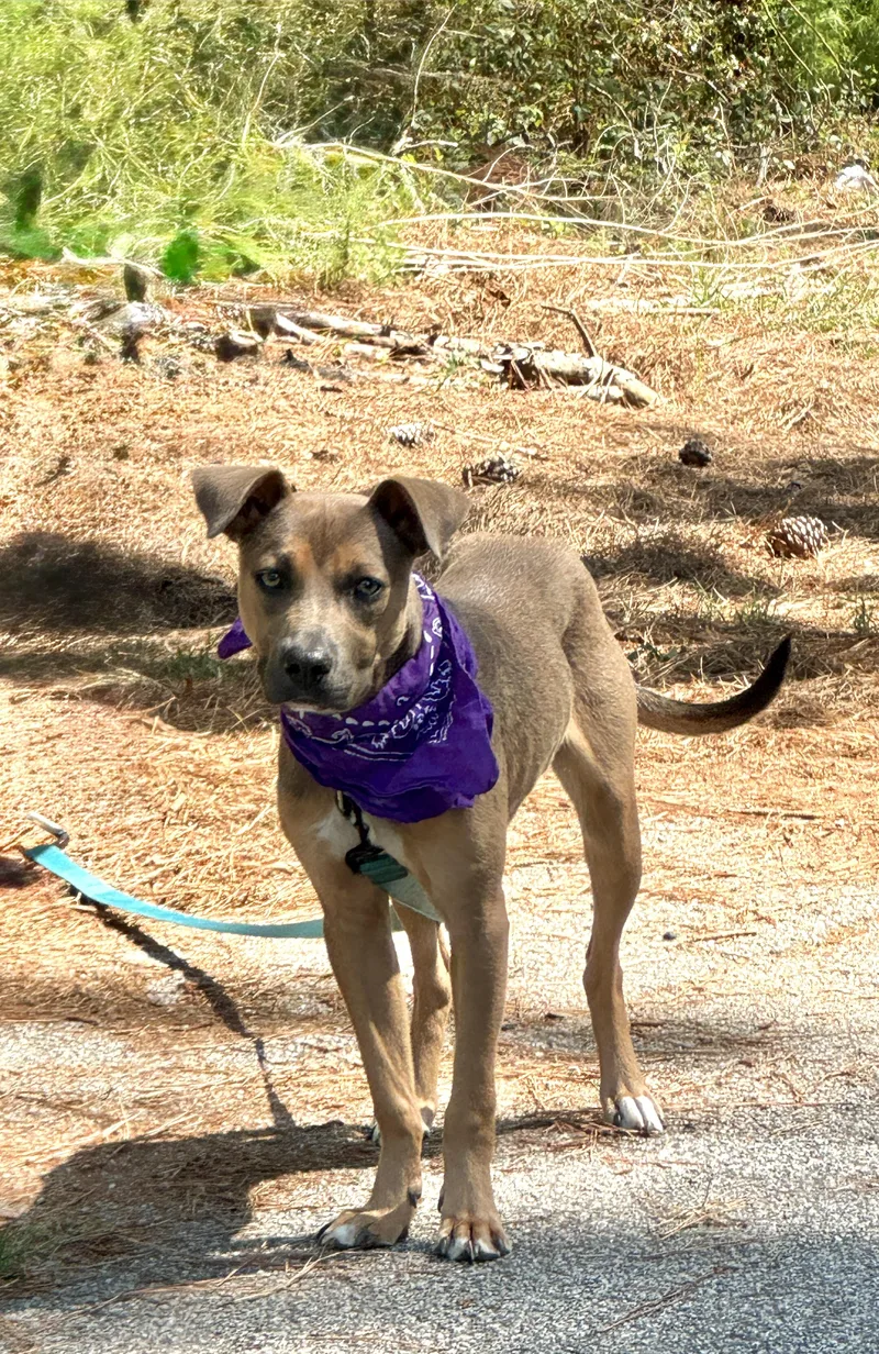 Scout