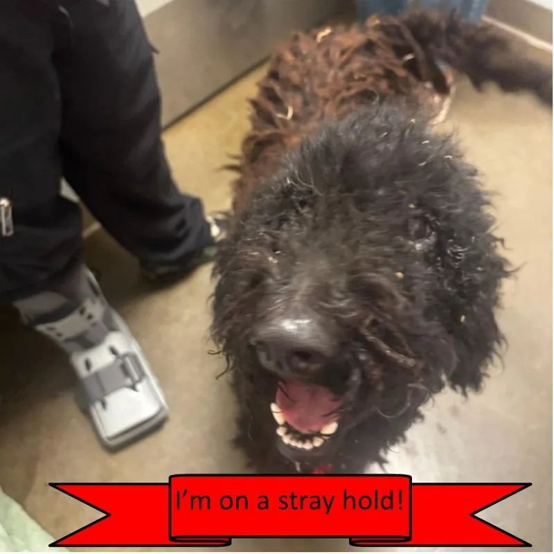 A young medium-sized female Black Poodle dog named Miss. Wags for adoption in Tulsa, OK