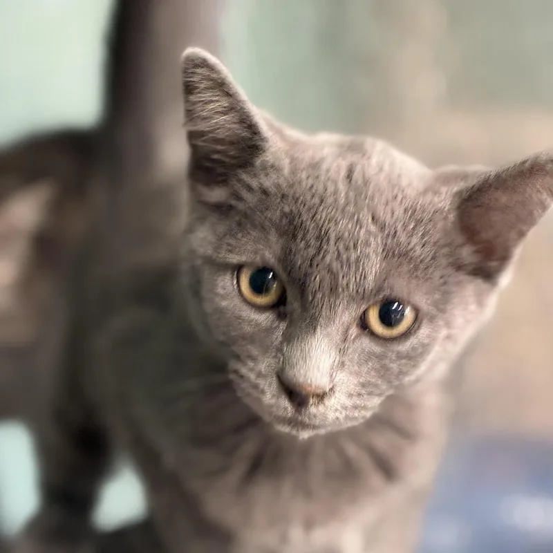 A baby small-sized female Gray / Blue / Silver Domestic Short Hair cat named Colonel Mustard for adoption in South Elgin, IL