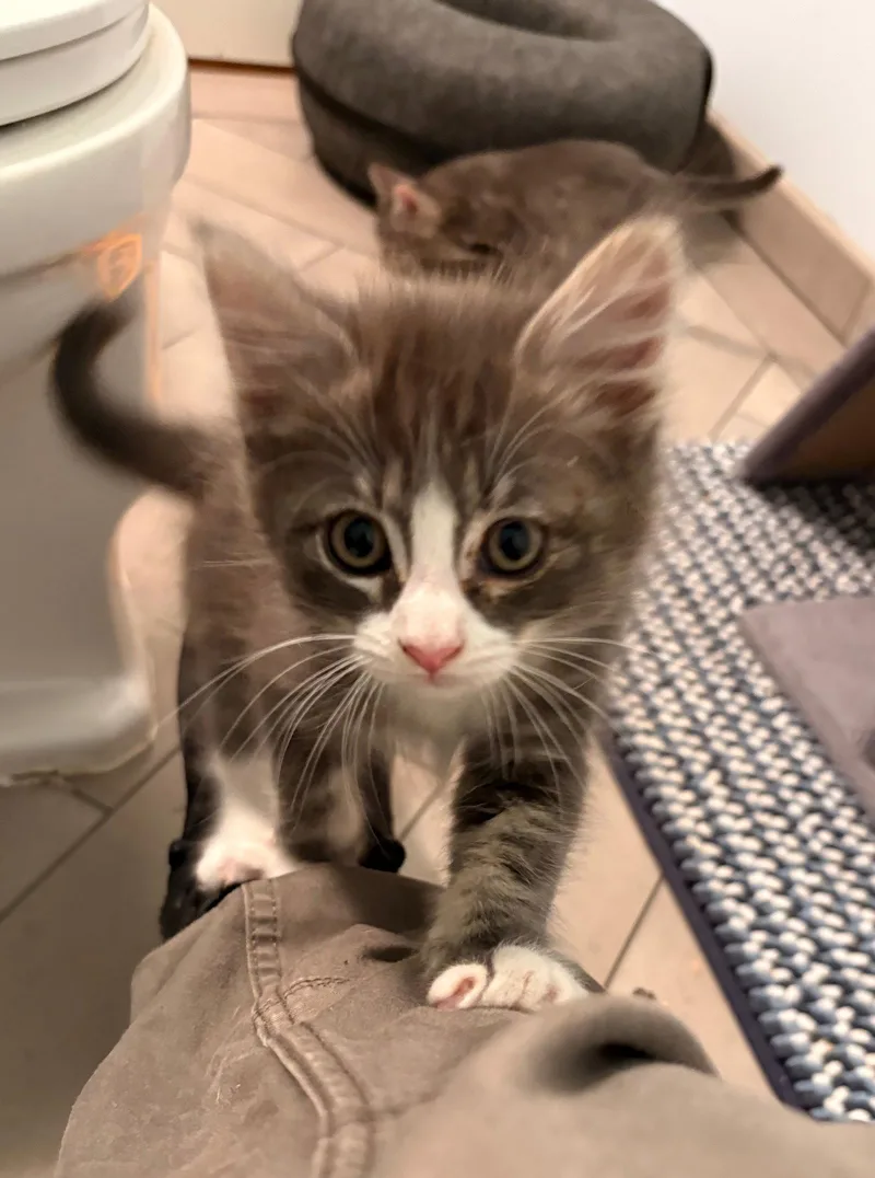 A baby small-sized female Domestic Short Hair cat named Tina & Ike for adoption in Walnut Creek, CA