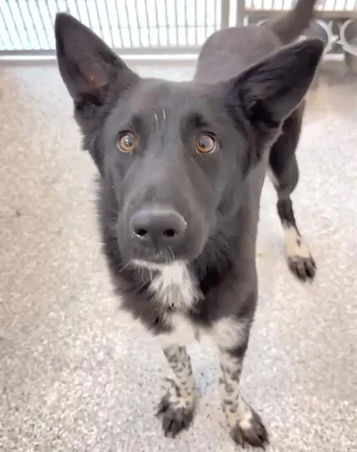 A young large-sized female Border Collie dog named Janelle for adoption in Houston, TX