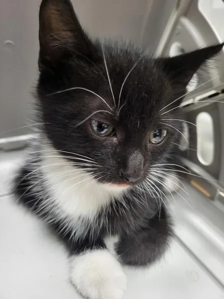 A baby small-sized male Domestic Short Hair cat named Pen Reeses for adoption in Lawrenceville, GA