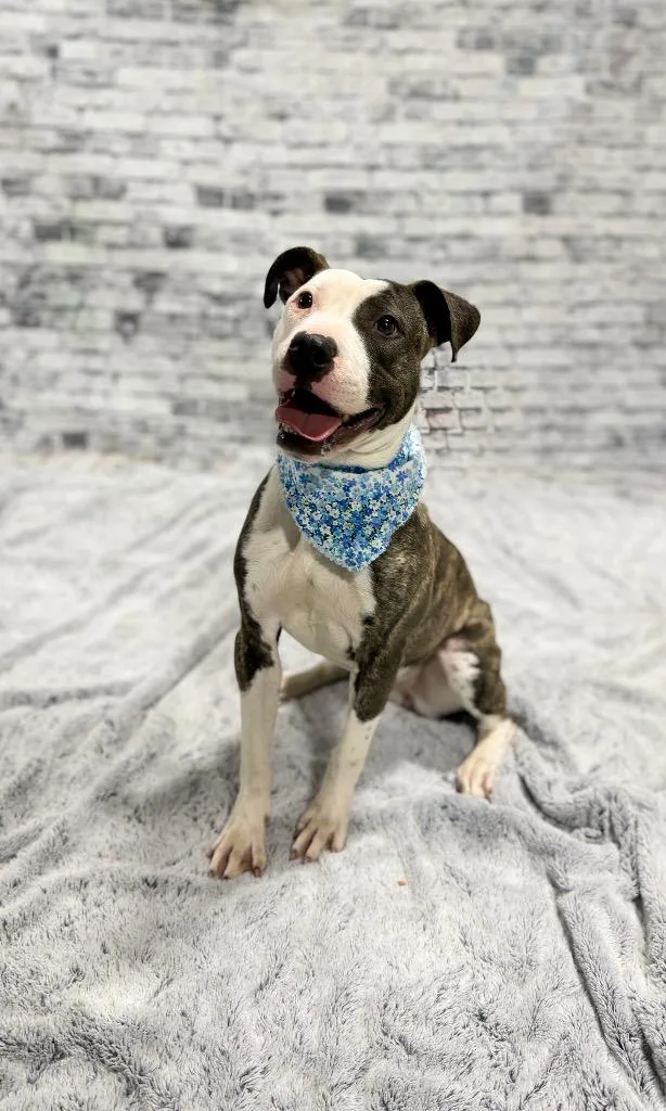 A young medium-sized female Mixed Breed dog named Tess for adoption in Muskegon, MI
