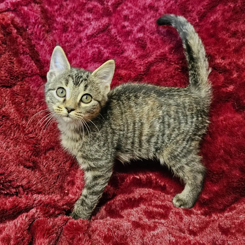 A baby medium-sized female Tabby (Buff / Tan / Fawn) Domestic Short Hair cat named Spatula for adoption in Searcy, AR
