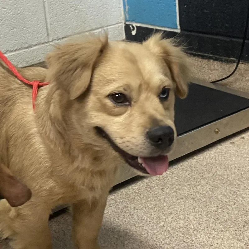An adult medium-sized male Yellow / Tan / Blond / Fawn Mixed Breed dog named Tim for adoption in Ardmore, OK