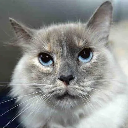 A senior medium-sized female Cream / Ivory Himalayan cat named Samie for adoption in West Palm Beach, FL