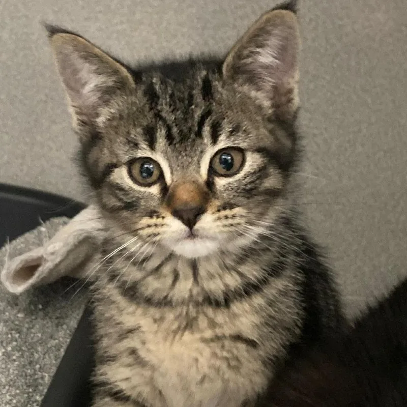 A baby small-sized male Gray / Blue / Silver Domestic Short Hair cat named Orion for adoption in Buffalo, WY