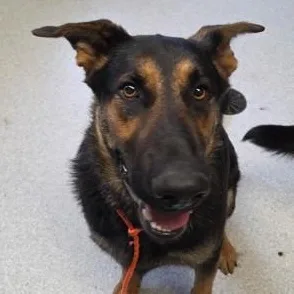An adult large-sized female Bicolor German Shepherd Dog dog named Dakota for adoption in Roseburg, OR