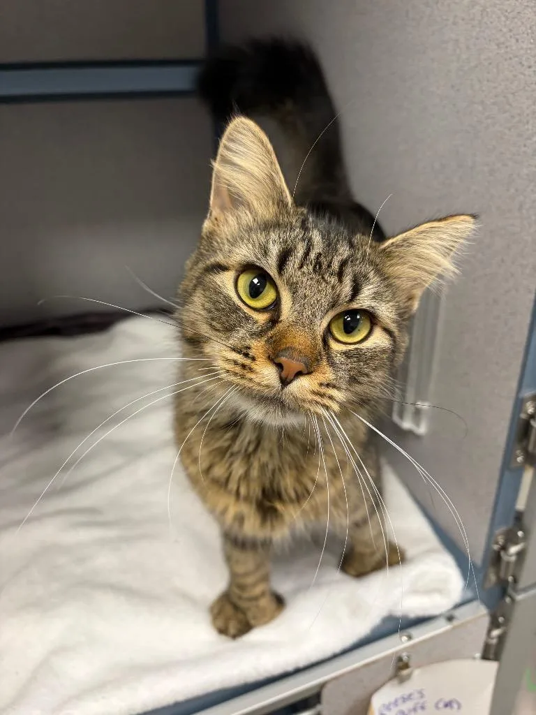 A baby medium-sized female Domestic Long Hair cat named Goggles for adoption in Liverpool, NY