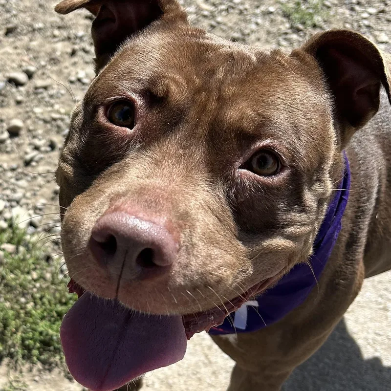An adult medium-sized female Pit Bull Terrier dog named Lady Godiva for adoption in Buffalo, NY