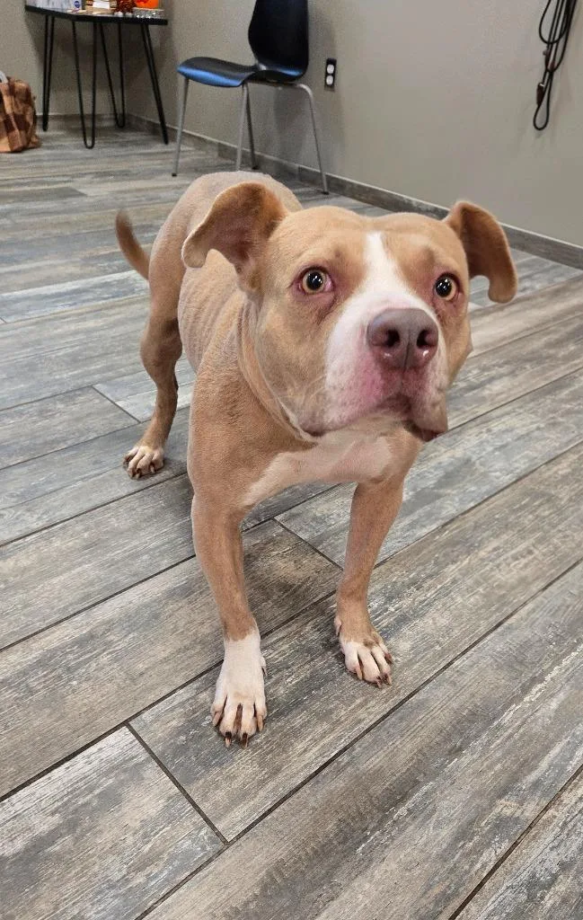 An adult large-sized female Pit Bull Terrier dog named Honeybee Yrly for adoption in Sidney, OH