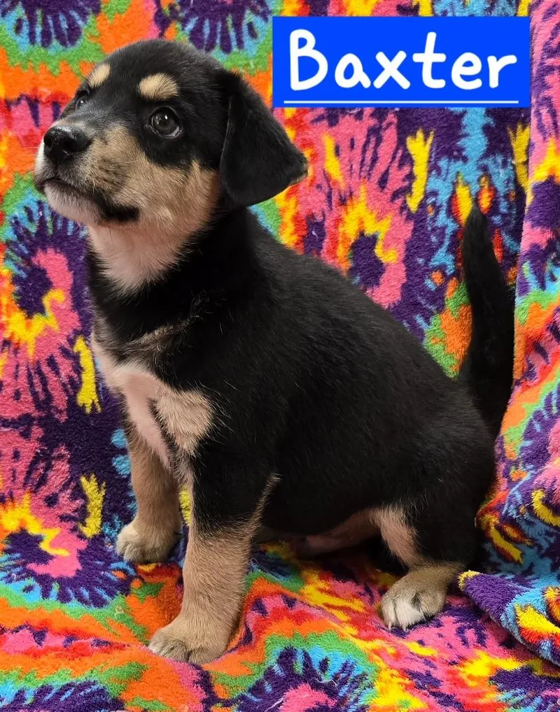 A baby small-sized male Beagle dog named Baxter for adoption in Murphysboro, IL