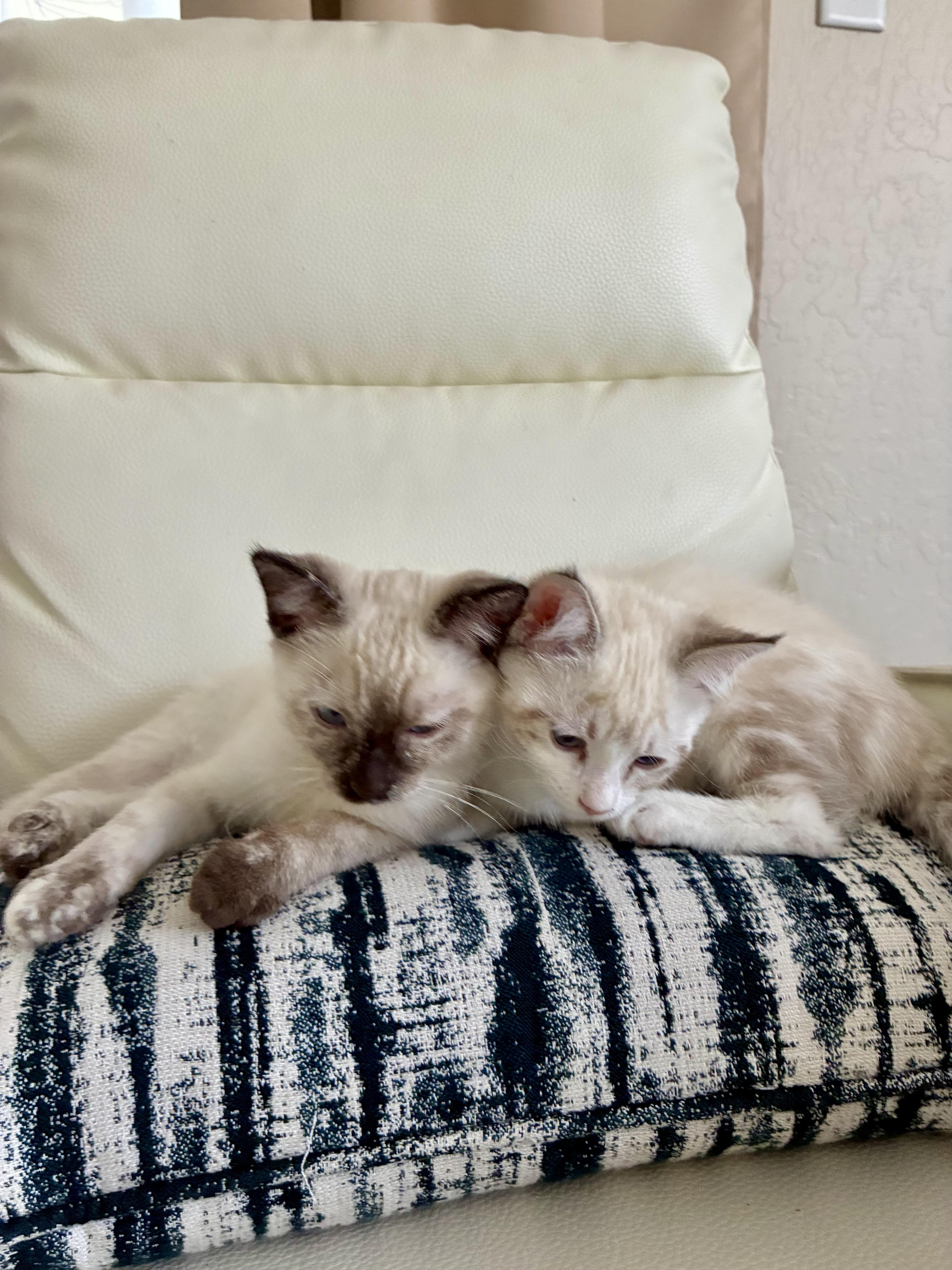 A baby medium-sized female Lilac Point Domestic Short Hair cat named Mimi & Nana for adoption in San Jose, CA
