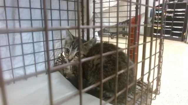 A baby small-sized female Domestic Short Hair cat named Romy for adoption in Miami, FL