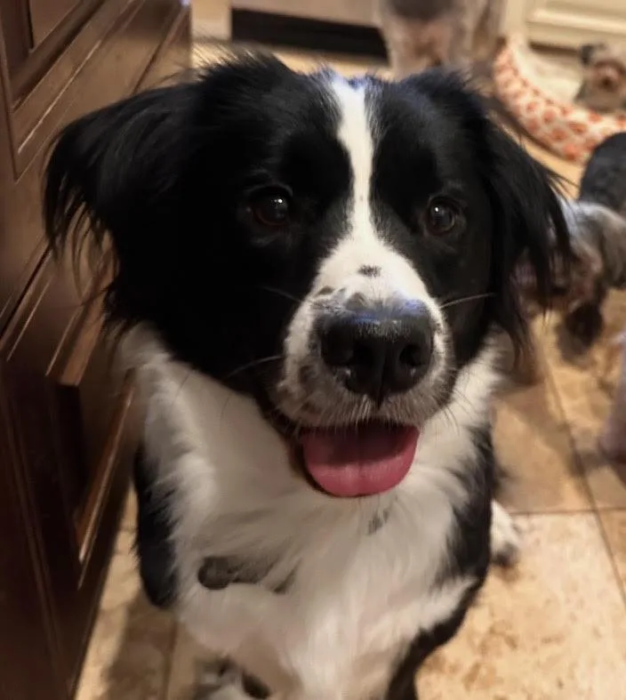 An adult medium-sized male Black Border Collie dog named OOOreo the Low Rider for adoption in Topanga, CA