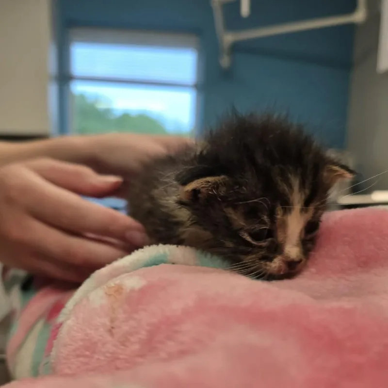 A baby small-sized male Brown / Chocolate Domestic Short Hair cat named Asher for adoption in Edwardsville, IL