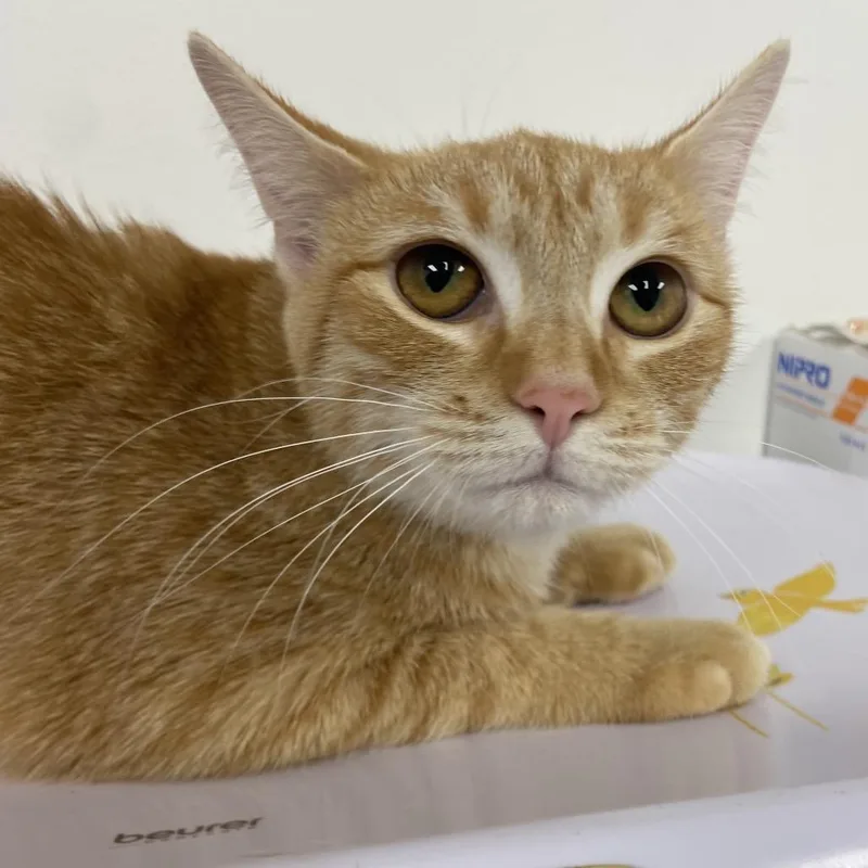 A young medium-sized female Orange / Red Domestic Short Hair cat named Rapunzel for adoption in Allentown, PA
