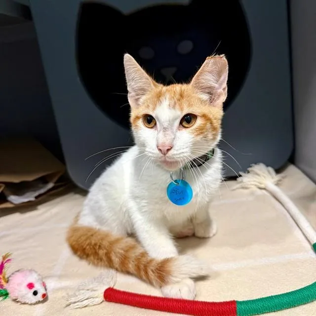 A baby medium-sized male Domestic Short Hair cat named Jake for adoption in Leesburg, VA