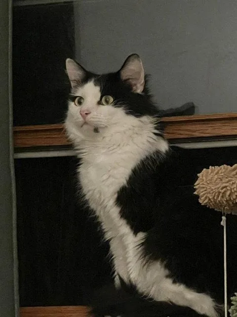 An adult medium-sized male Domestic Long Hair cat named Sheffield for adoption in Wheaton, IL
