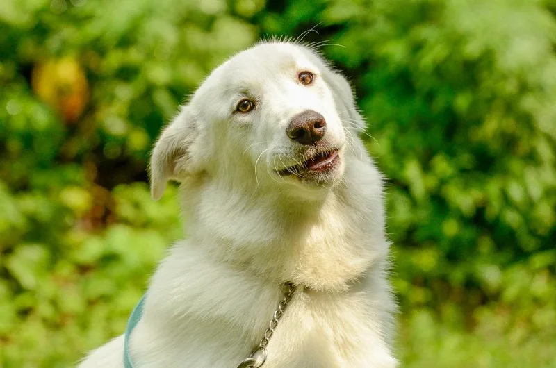 A young medium-sized female Shepherd dog named Treasure for adoption in Brick, NJ
